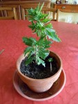 SAM_08082.jpg
