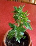 SAM_08092.jpg