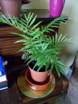 SAM_08102.jpg