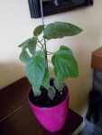 SAM_08112.jpg