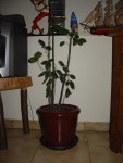 DSC04023 paint.jpg