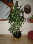 DSC04022 paint.jpg