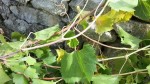20131106_121846.jpg