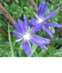 plante 11.JPG