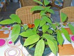 plante vietnamienne.jpg