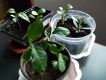 DSCF3557 (Copier).JPG