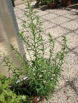 IMG_6867_1_1.JPG