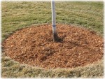 arbre.jpg