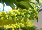 Perles d'eau Perles de Mahonia