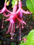 Fuschia au soleil après la pluie