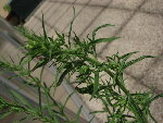 IMG_6868_2_1.JPG