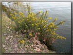 ajoncs-20120305.jpg