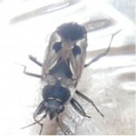ci- joint une photo de cet insecte.