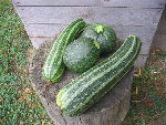 la récolte de courgette