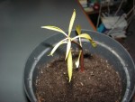 mangue