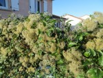 Copie de IMG_1013.jpg