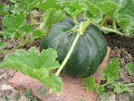 le melon