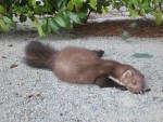 animal inconnu 1.jpg