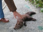 animal inconnu 2.jpg