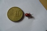 insecte 016.jpg