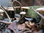 Champignons sur la terrasse 3 réduit.jpg