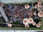 Champignons sur la terrasse 2 réduit.jpg