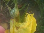 Anomalie - photo 1