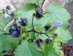 fleur-bleue22.JPG