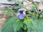 fleur-bleue11.JPG