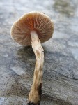 Champignon en novembre 1.jpg