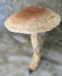 Champignon en novembre 2.jpg