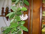 DSCN1106.jpg