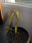 mangue