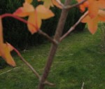 IMG_4830.JPG