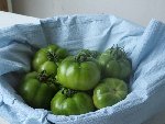 tomate_1.JPG