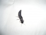 insecte noir 001.JPG
