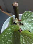 begonia tamaya