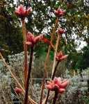 Voici quelques boutons floraux prometteur pour 2014 sur mollis eagle