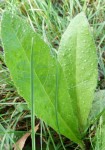 Plante D.jpg