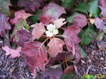 hydrangea quercifolia  alice