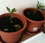 pot clementine1.jpg
