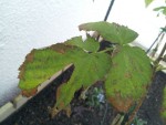 Feuille du framboisier ...