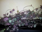 3-Geraldine-20131204_114932-bis.jpg