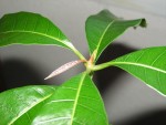 mangue