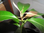 mangue