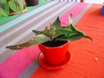 DSC04025 paint.jpg