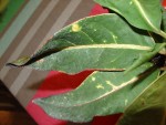 DSC04028paint.jpg