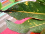 DSC04030paint.jpg