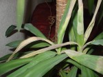 premier yucca