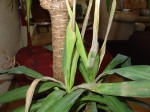 premier yucca